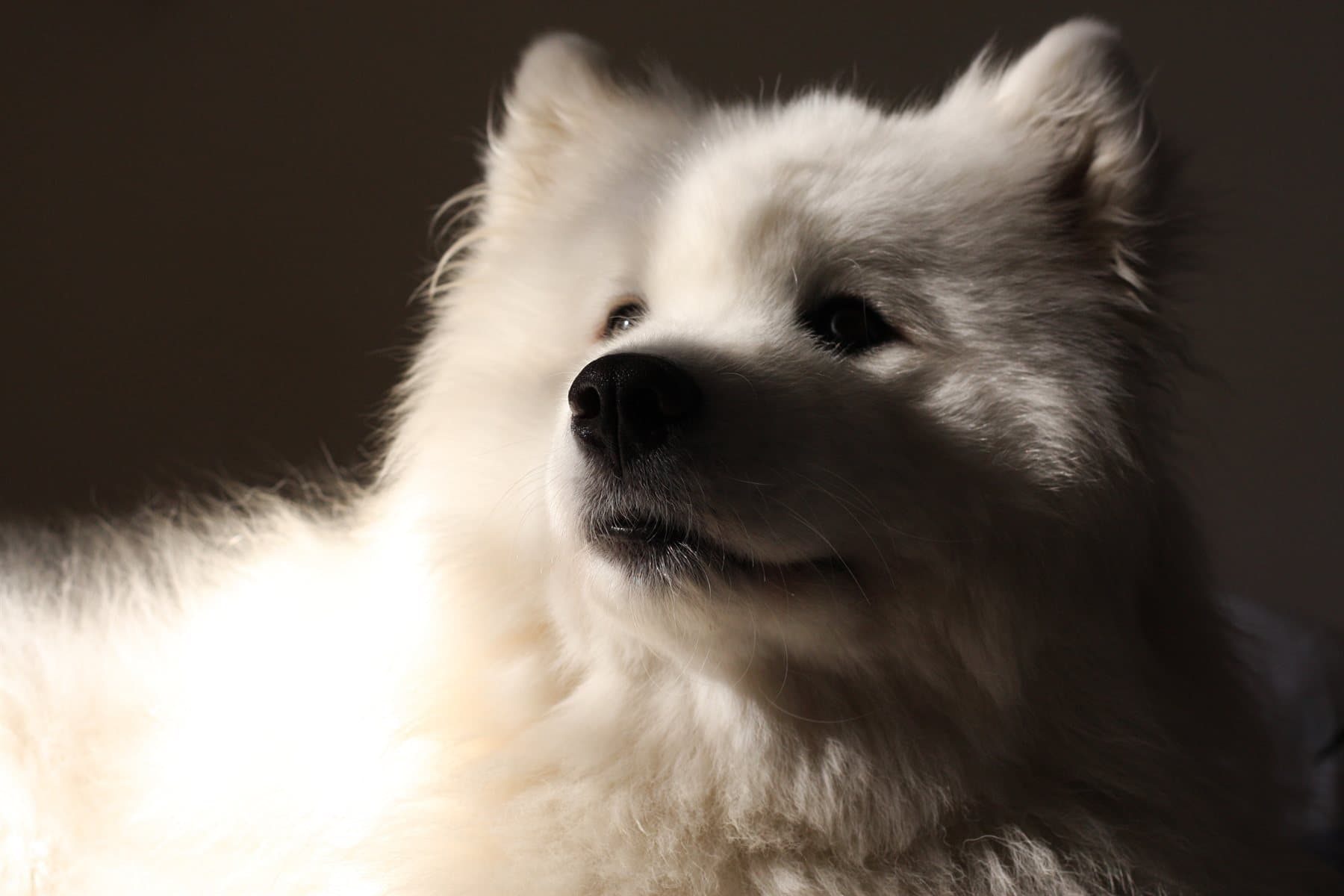Gaja, pies rasy samojed